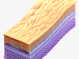 Epidermis Cross Section 3D Model