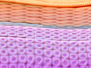 Epidermis Cross Section 3D मॉडल