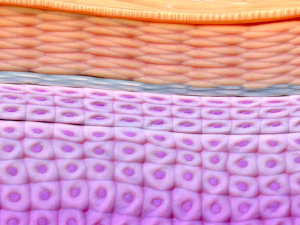 Epidermis Cross Section 3D Model