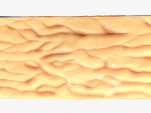 Epidermis Cross Section 3D मॉडल