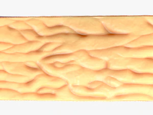 Epidermis Cross Section 3D Model