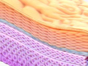 Epidermis Cross Section 3D मॉडल