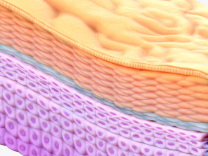 Epidermis Cross Section 3D Model