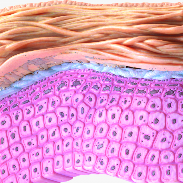 Epidermis Cross Section 3D मॉडल .c4d .max .obj .3ds .fbx .stl .blend 