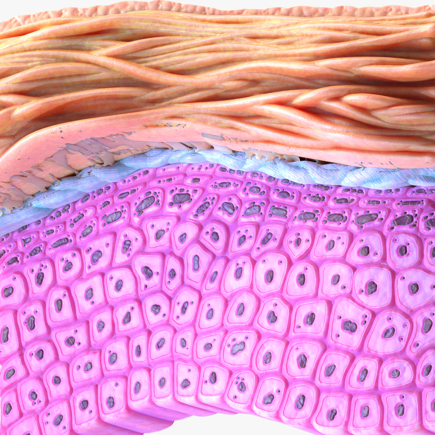 Epidermis Cross Section 3D Model .c4d .max .obj .3ds .fbx .stl .blend 