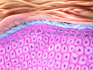 Epidermis Cross Section Model 3D