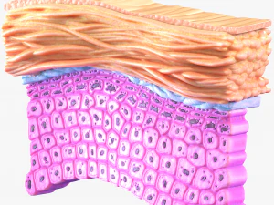 Epidermis Cross Section 3D Model