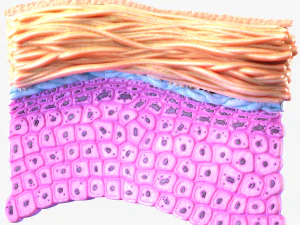 Epidermis Cross Section 3D Model