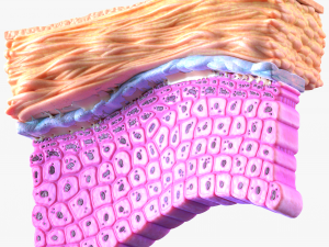 Epidermis Cross Section 3D मॉडल