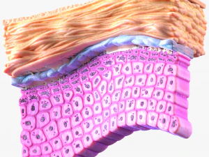 Epidermis Cross Section 3D Model