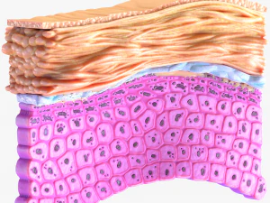 Epidermis Cross Section 3D Model