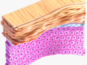 Epidermis Cross Section 3D Model