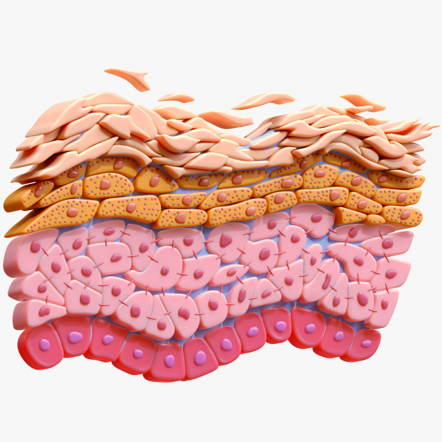 Epidermis Cross Section 3D Model .c4d .max .obj .3ds .fbx .stl .blend 