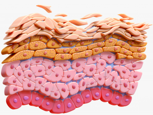 Epidermis Cross Section 3D Model