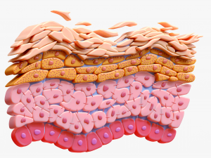 Epidermis Cross Section 3D Model