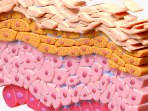 Epidermis Cross Section 3D Model