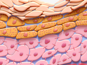 Epidermis Cross Section 3D Model