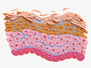Epidermis Cross Section 3D Model