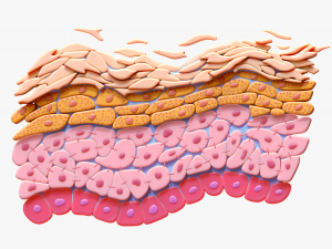 Epidermis Cross Section 3D Model