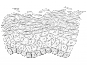 Epidermis Cross Section 3D Model