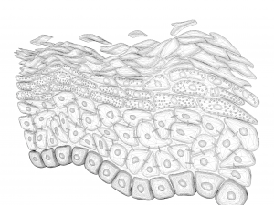 Epidermis Cross Section 3D Model