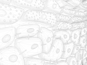 Epidermis Cross Section 3D Model