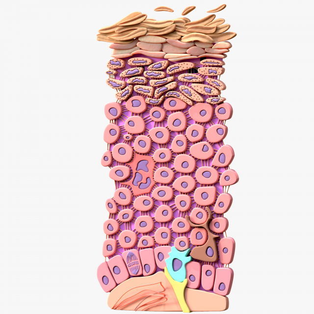 Epidermis Cross Section 3D Model .c4d .max .obj .3ds .fbx .stl .blend 