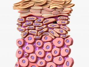 Epidermis Cross Section 3D Model
