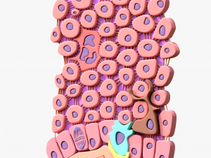 Epidermis Cross Section 3D Model