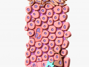 Epidermis Cross Section 3D Model