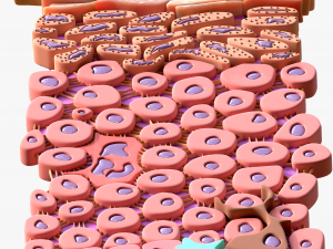 Epidermis Cross Section 3D Model