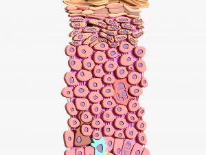 Epidermis Cross Section 3D Model
