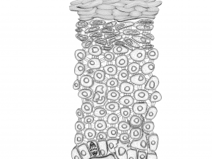 Epidermis Cross Section 3D Model