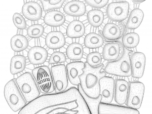 Epidermis Cross Section 3D Model