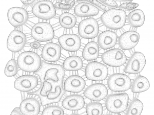 Epidermis Cross Section 3D Model