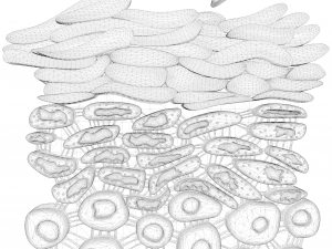 Epidermis Cross Section 3D Model