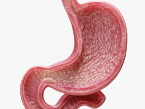 Human Stomach 3D Model