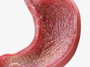Human Stomach Model 3D