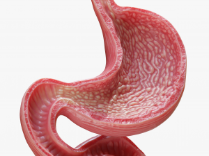 Human Stomach Model 3D