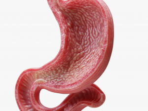 Human Stomach Model 3D