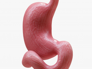 Human Stomach Model 3D