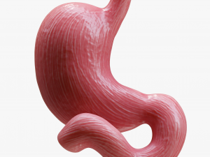 Human Stomach Model 3D