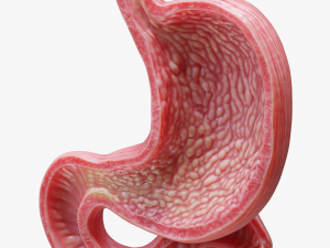 Human Stomach Model 3D