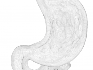 Human Stomach Model 3D