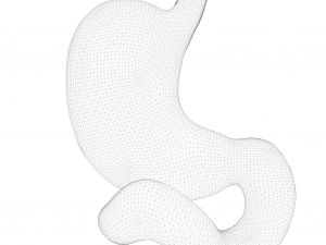 Human Stomach Model 3D
