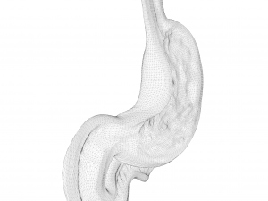 Human Stomach Model 3D
