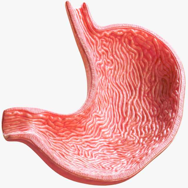 Human Stomach Modelo 3D .c4d .max .obj .3ds .fbx .stl .blend 