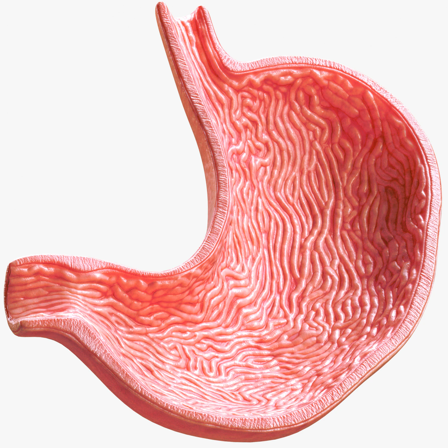 Human Stomach 3D Model .c4d .max .obj .3ds .fbx .stl .blend 