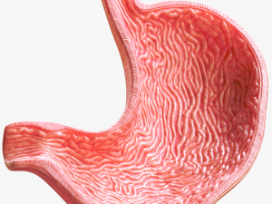 Human Stomach 3D Model