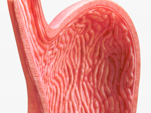 Human Stomach Modelo 3D